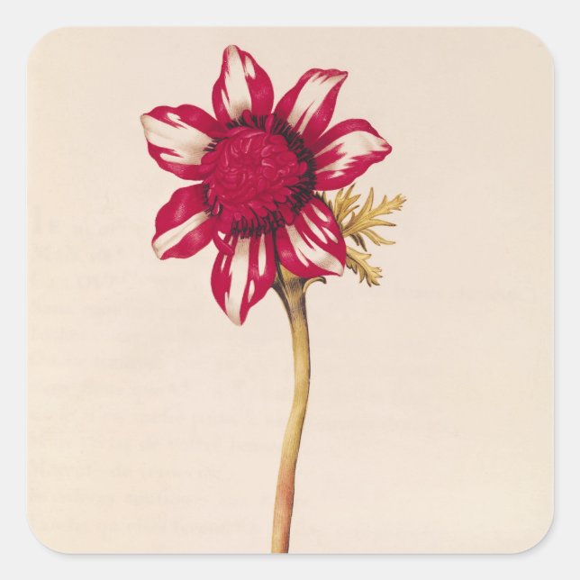 Anemone, from 'La Guirlande de Julie', c.1642 Square Sticker (Front)