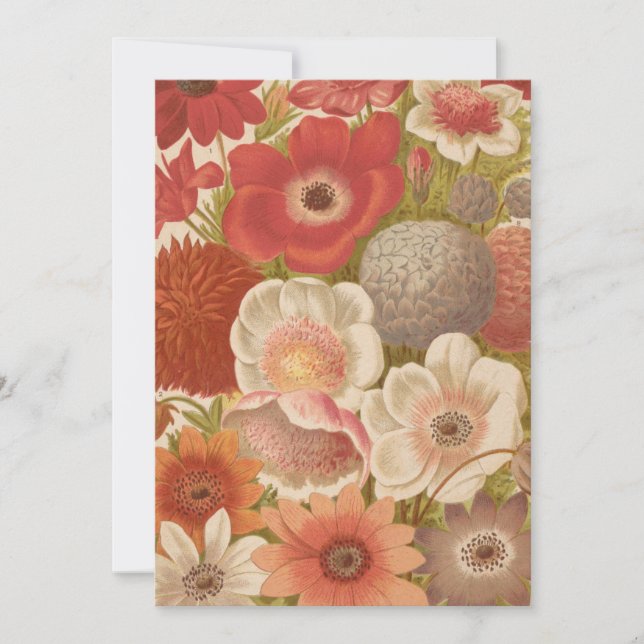 Anemone | George Nicholson (Front)