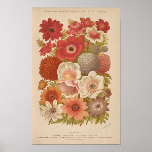 Anemone   George Nicholson Poster