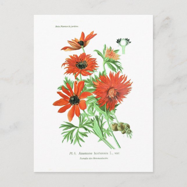 Anemone hortensis postcard (Front)