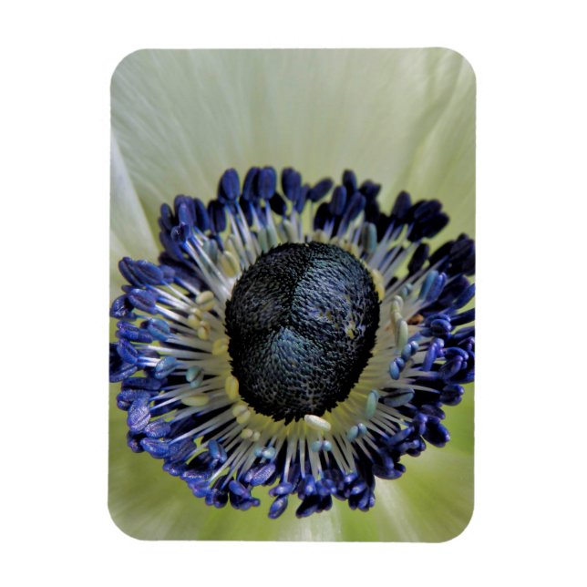 Anemone Mistral Panda Magnet (Vertical)