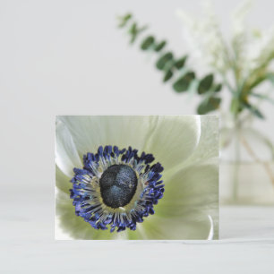 Anemone Mistral Panda Postcard
