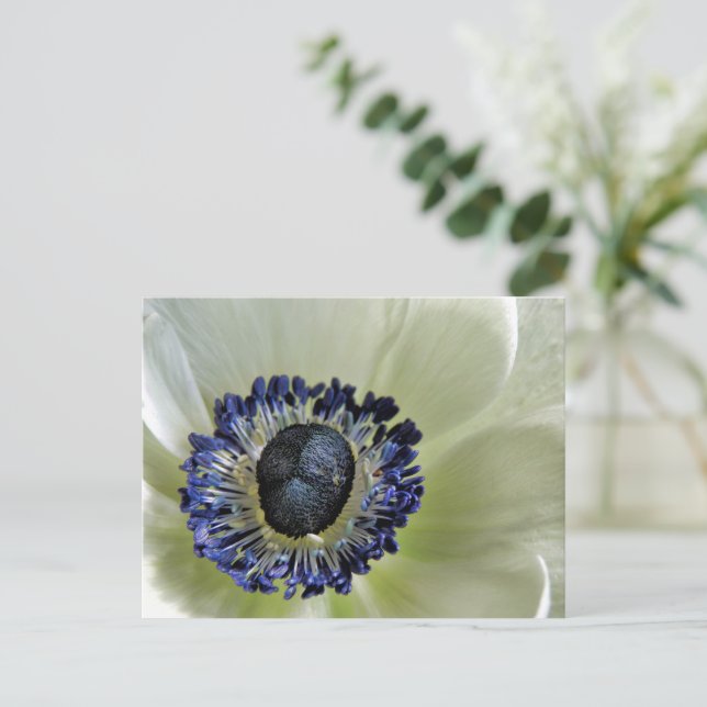 Anemone Mistral Panda Postcard (Standing Front)