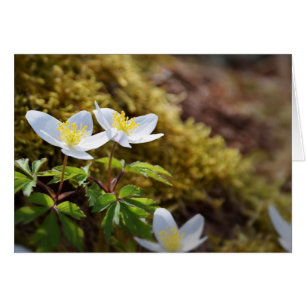Anemone nemorosa windflower