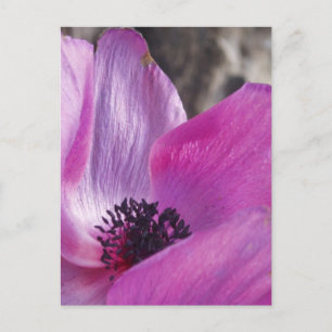 Anemone Petals Postcard