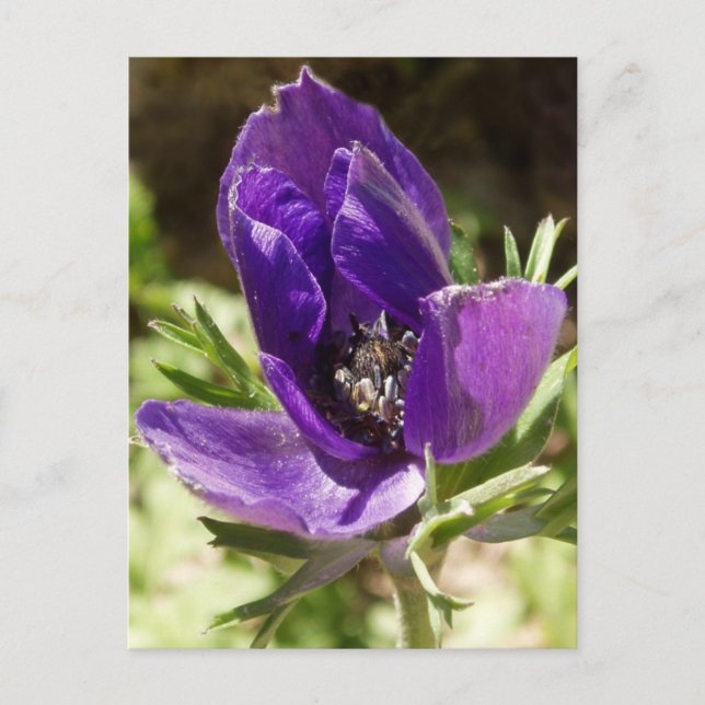 Anemone Postcard (Front)