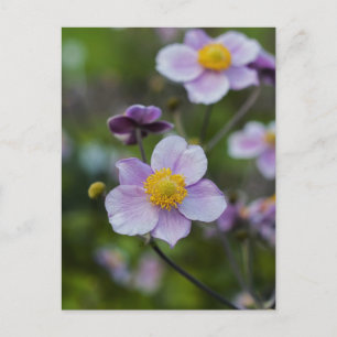 Anemone Postcard