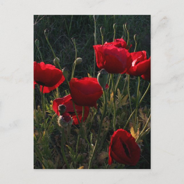 Anemone Postcard (Front)