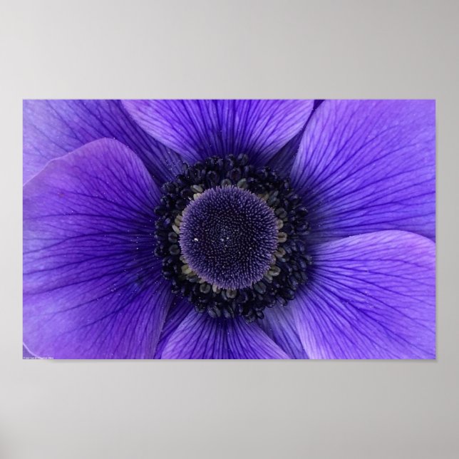Anemone, Poster (Front)