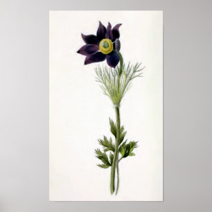 "Anemone Pulsatilla" Vintage Illustration Poster