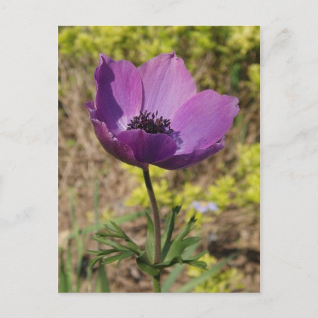 Anemone Purple Flower Postcard (Front)