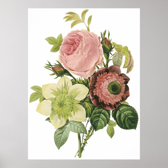 Anemone, Rose, Clematis Poster (Front)