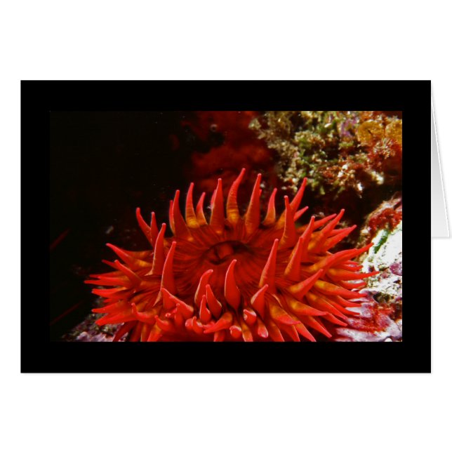 Anémone Rose tacheté blanc (Devant Horizontal)