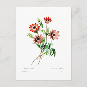 Anemone stellata postcard