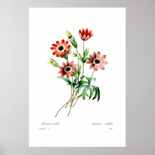 Anemone stellata poster