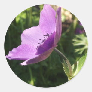 Anemone Stickers