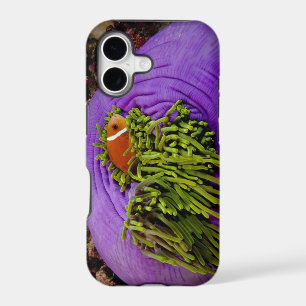 Anemonefish and large anemone