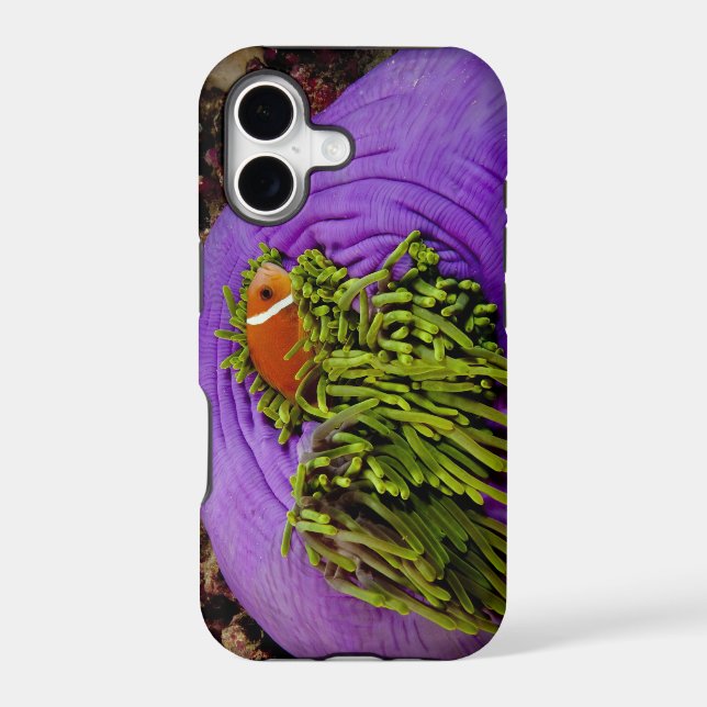 Anemonefish and large anemone (Back)