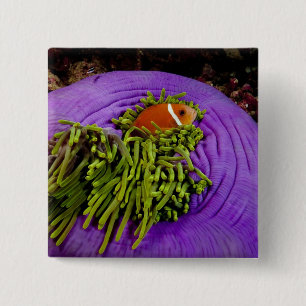 Anemonefish and large anemone 2 inch square button
