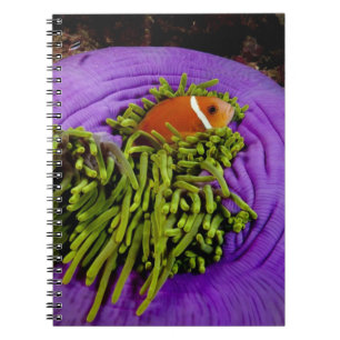 Anemonefish and large anemone notebook