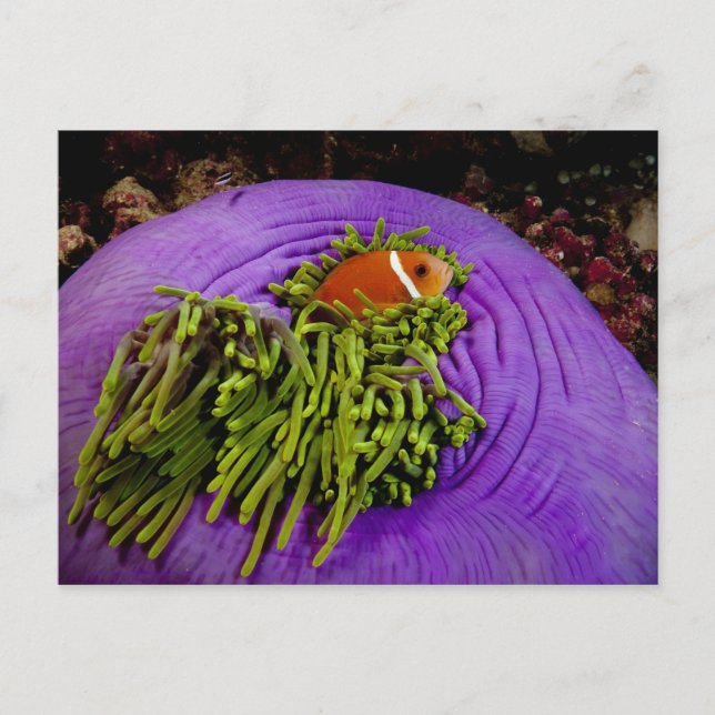 Anemonefish and large anemone postcard (Front)