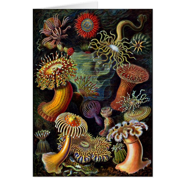 Anemones from Under the Sea (Front)