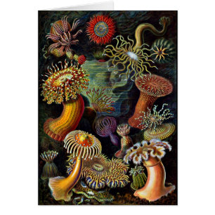Anemones in Bright Colours