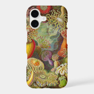 Anémones vintage Haeckel