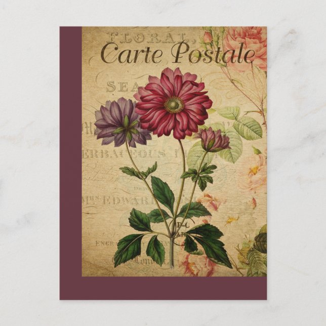 Anémonique de la carte postale vintage (Devant)