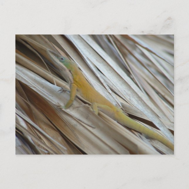 Aneole Lizard Postcard (Front)