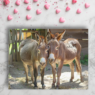 Ânes amoureux Carte postale