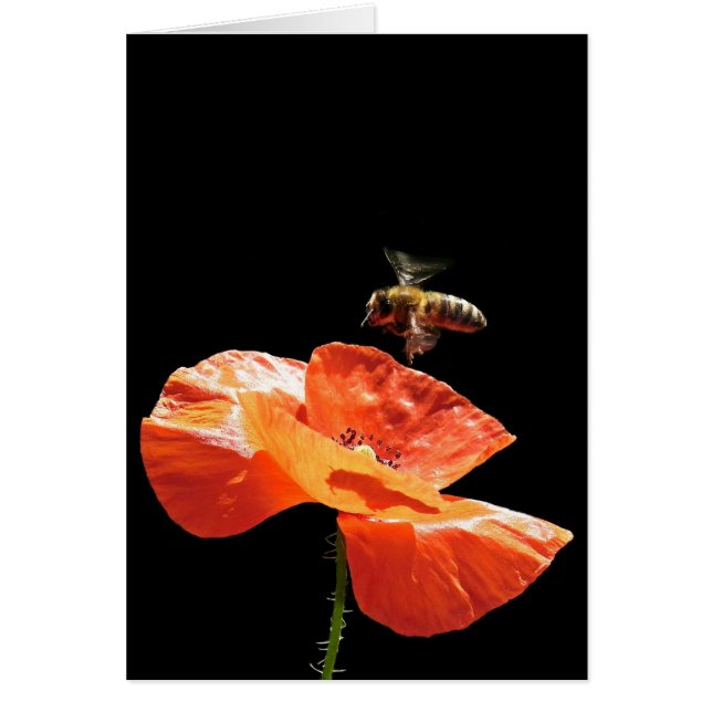 Anflug auf Mohnblume (Devant)