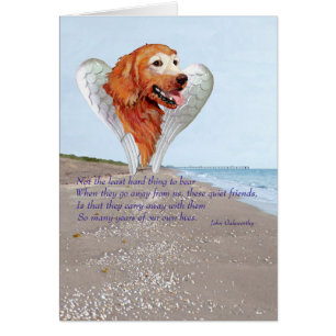 Ange Golden Retriever