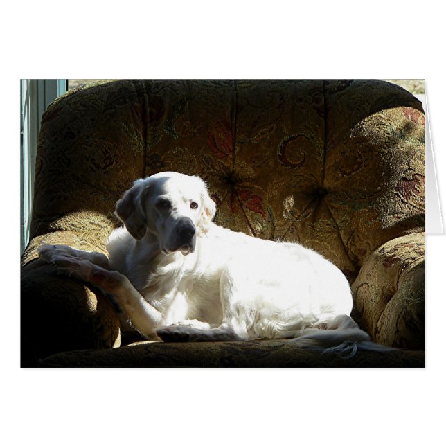 Angel Anglais Setter (Devant horizontal)