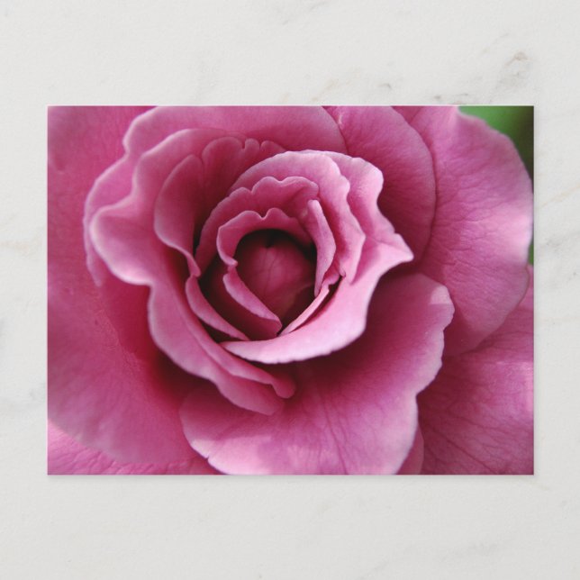 Angel Face II Postcard (Front)