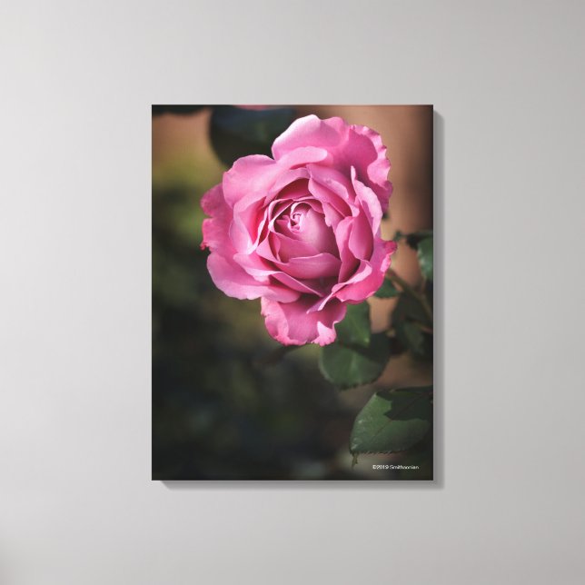 Angel Face Rose Canvas Print (Front)