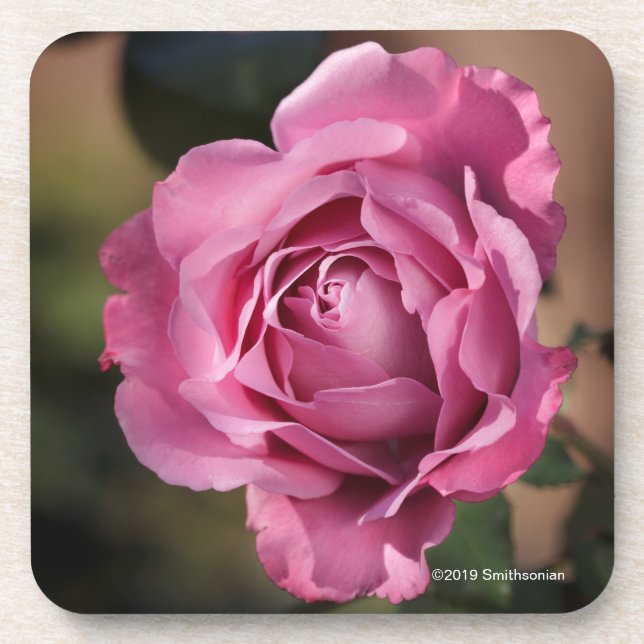 Angel Face Rose Coaster (Front)