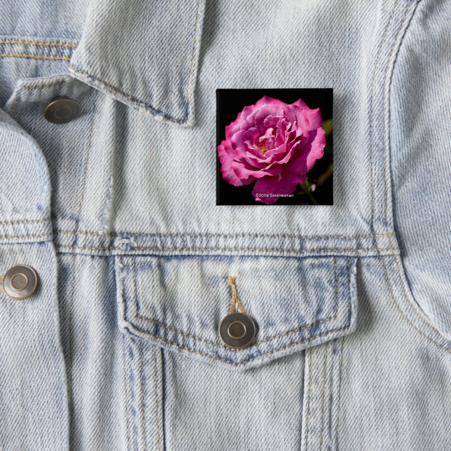 Angel Face Rose Up-Close 2 Inch Square Button (In Situ)