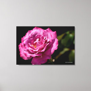Angel Face Rose Up-Close Canvas Print