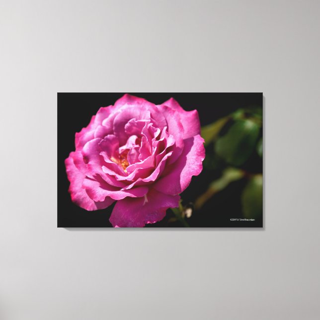 Angel Face Rose Up-Close Canvas Print (Front)