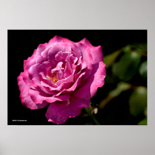Angel Face Rose Up-Close Poster