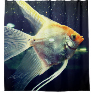 Angel Fish