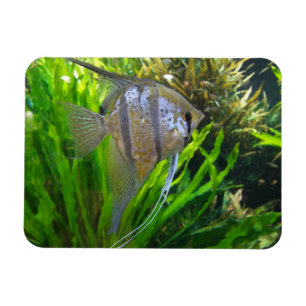 Angel Fish Magnet