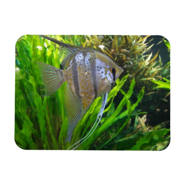 Angel Fish Magnet (Horizontal)