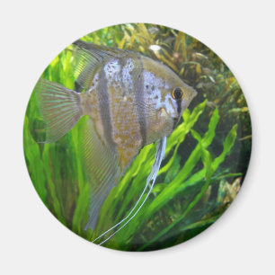 Angel Fish Magnet