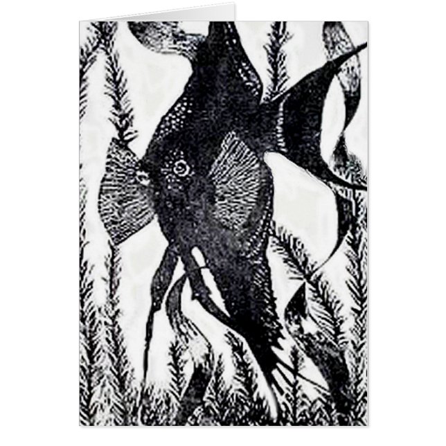 Angel Fish Post Card (Front)