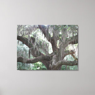 Angel Oak of Johns Island Canvas Print