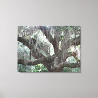 Angel Oak of Johns Island Canvas Print