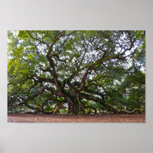 Angel Oak on Johns Island, South Carolina Poster