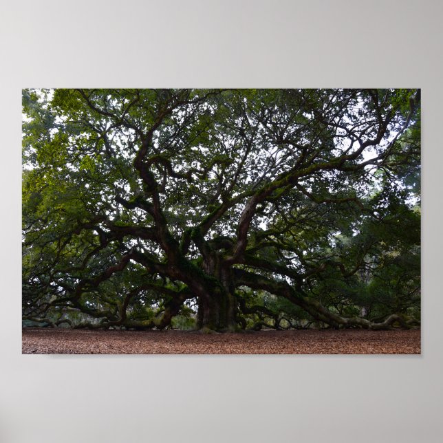 Angel Oak on John's Island, South Carolina Poster (Front)